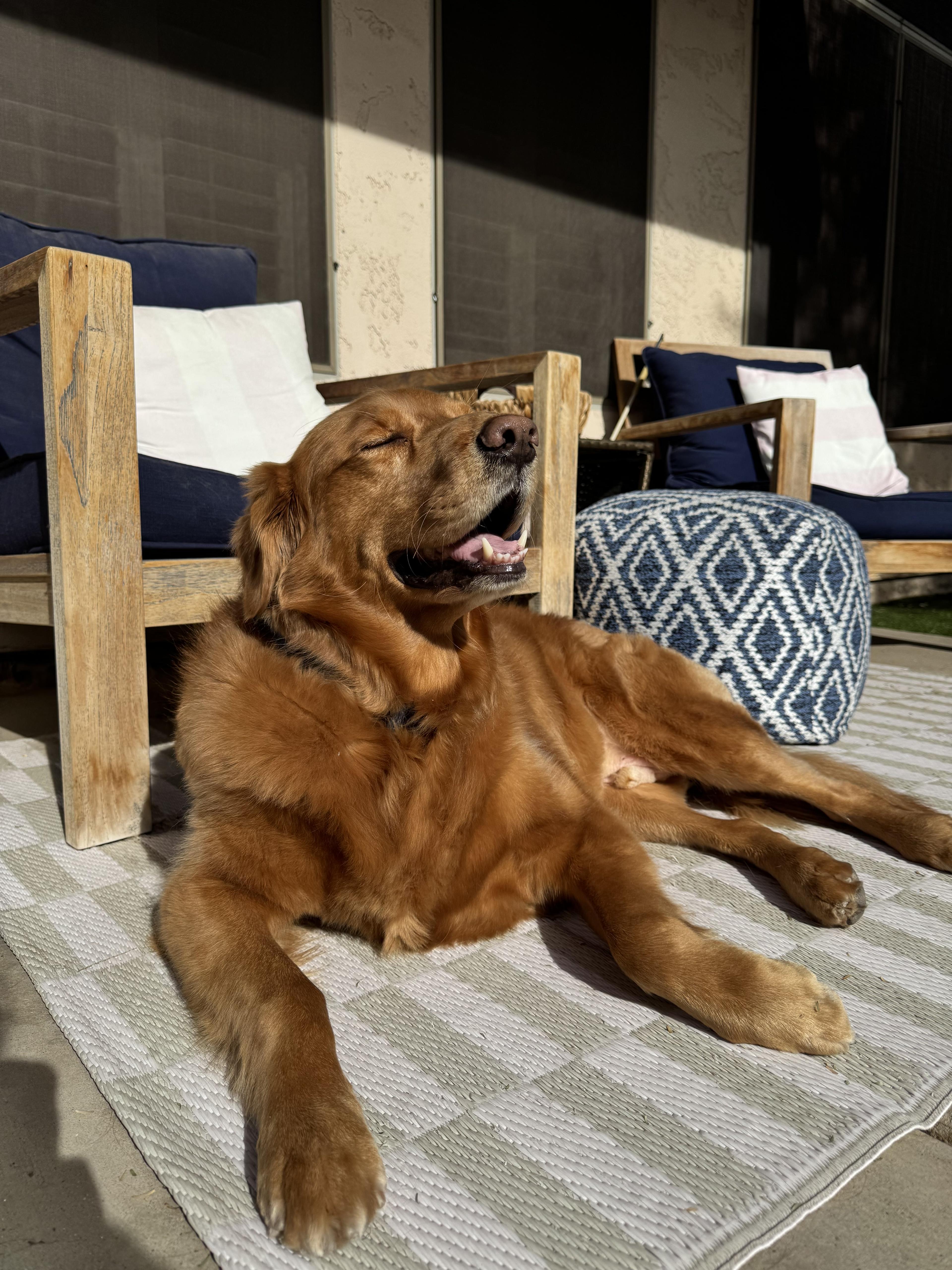 Sadie relaxing at home
