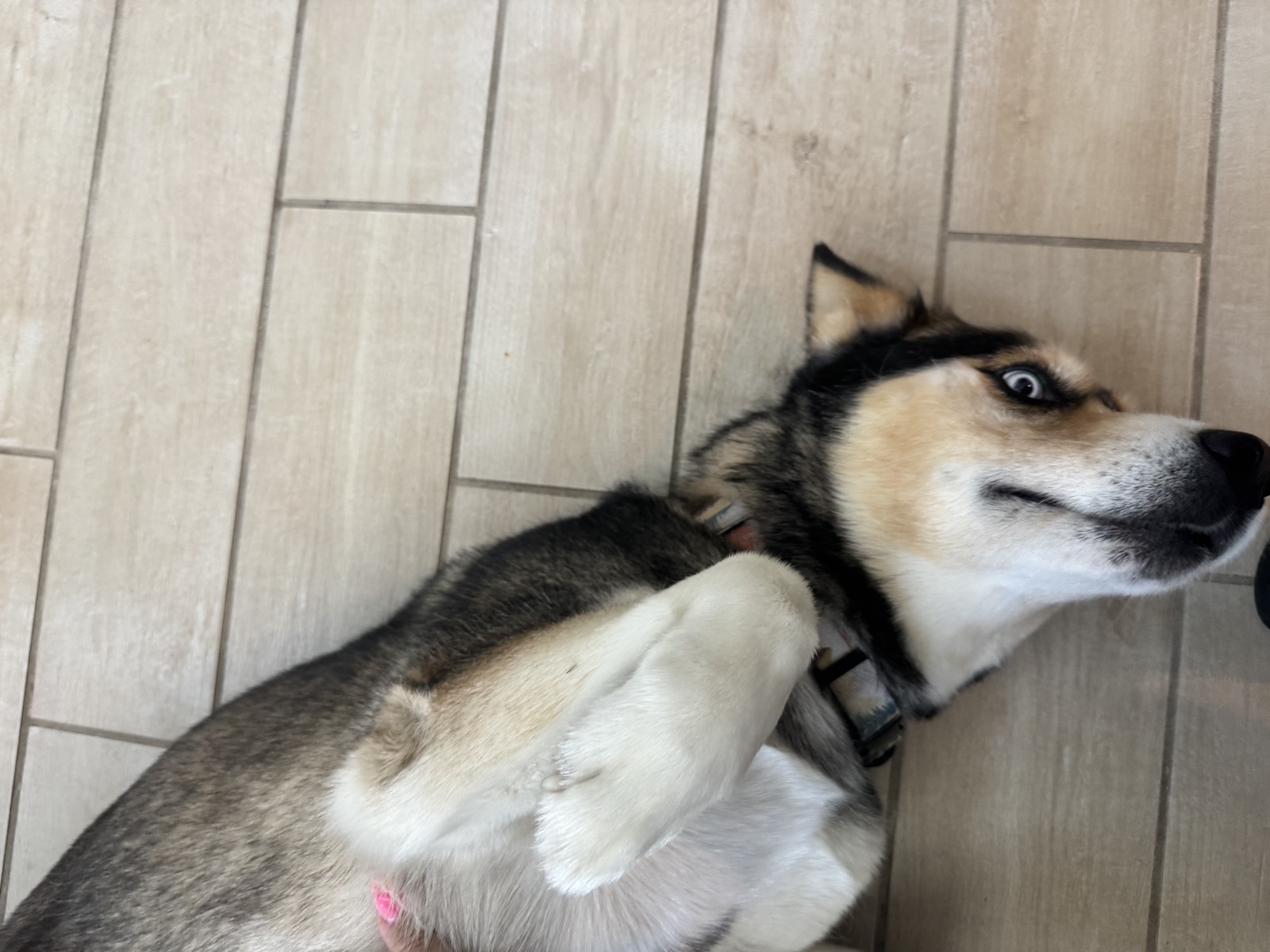 Shep photo 0616