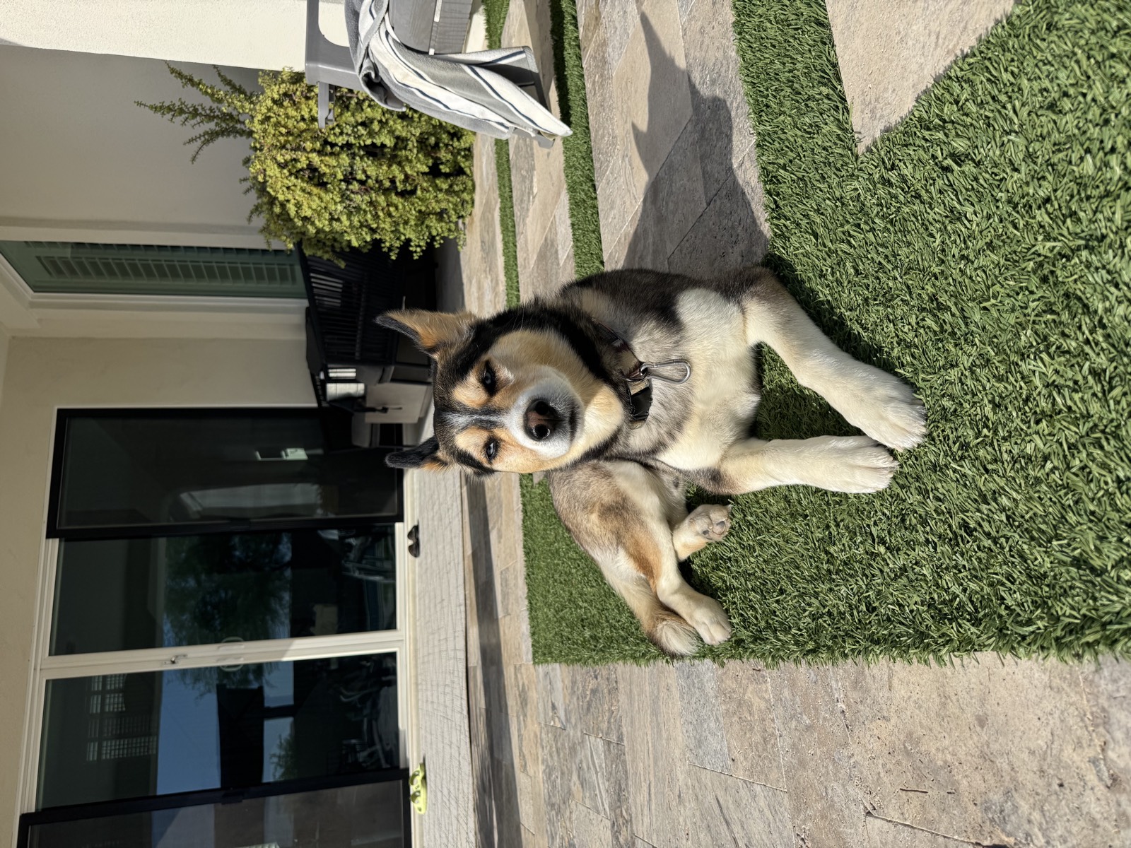 Shep photo 0630