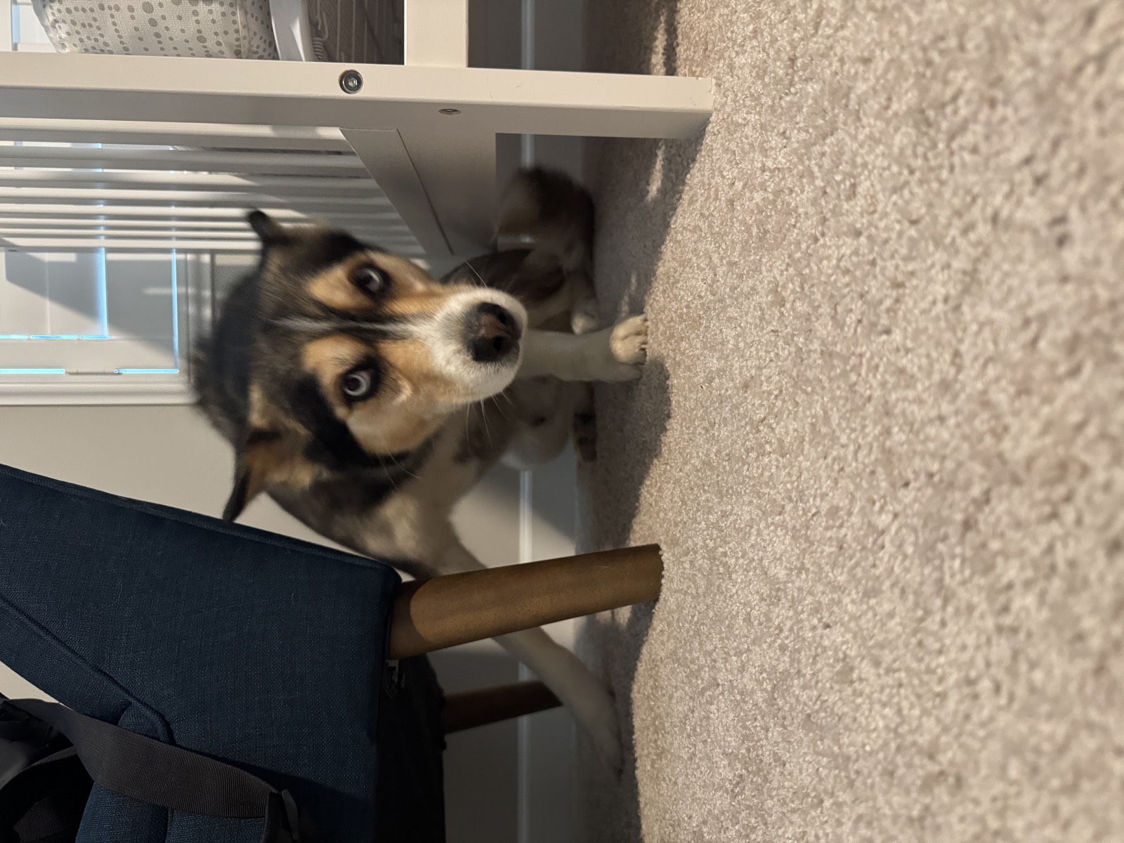 Shep photo 0635