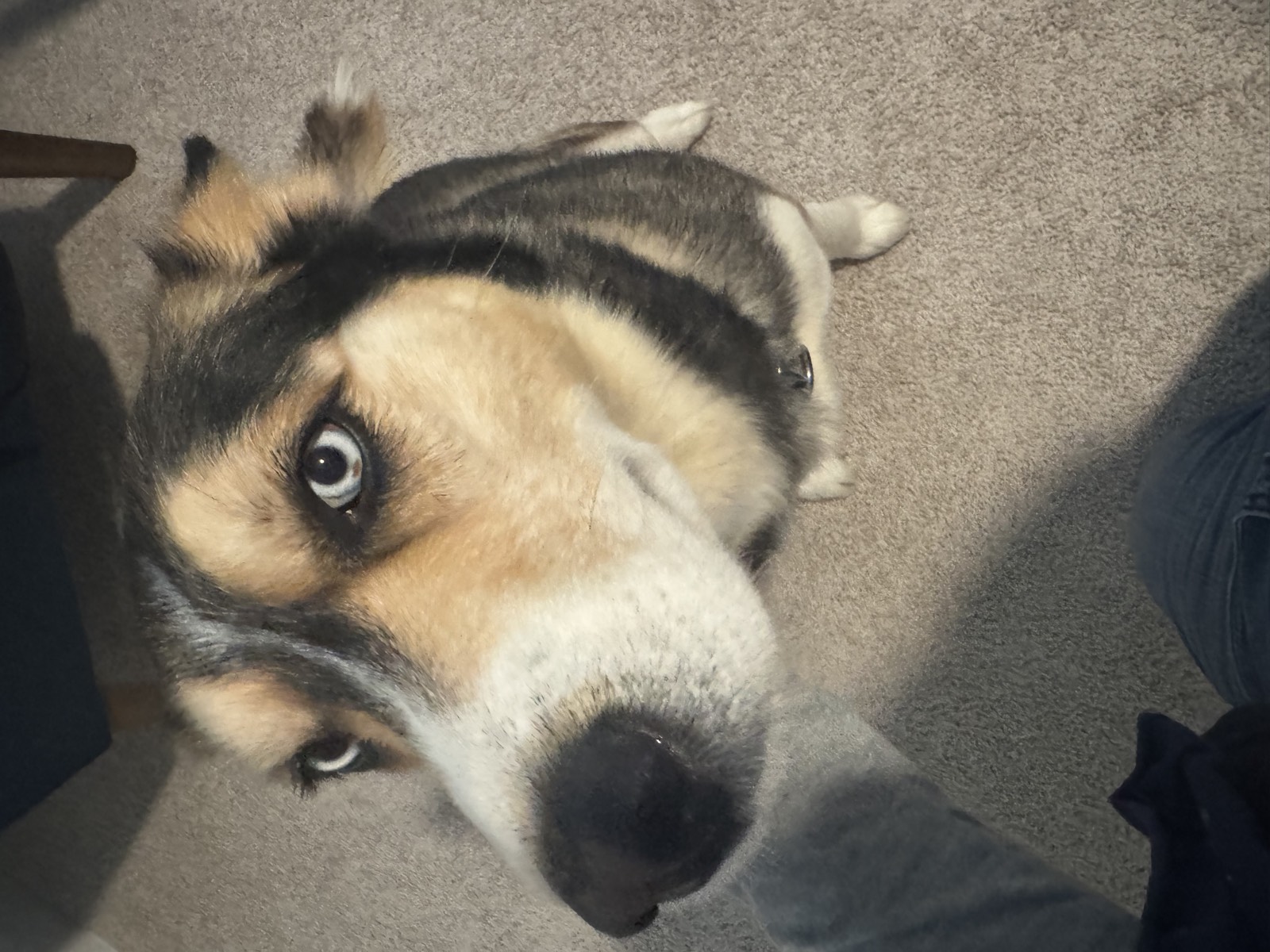 Shep photo 0639