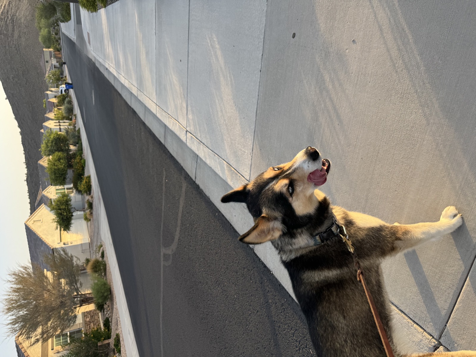 Shep photo 0645