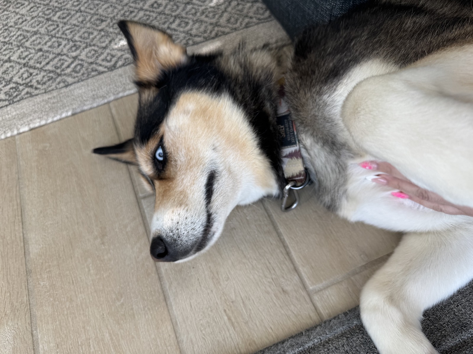 Shep photo 0667