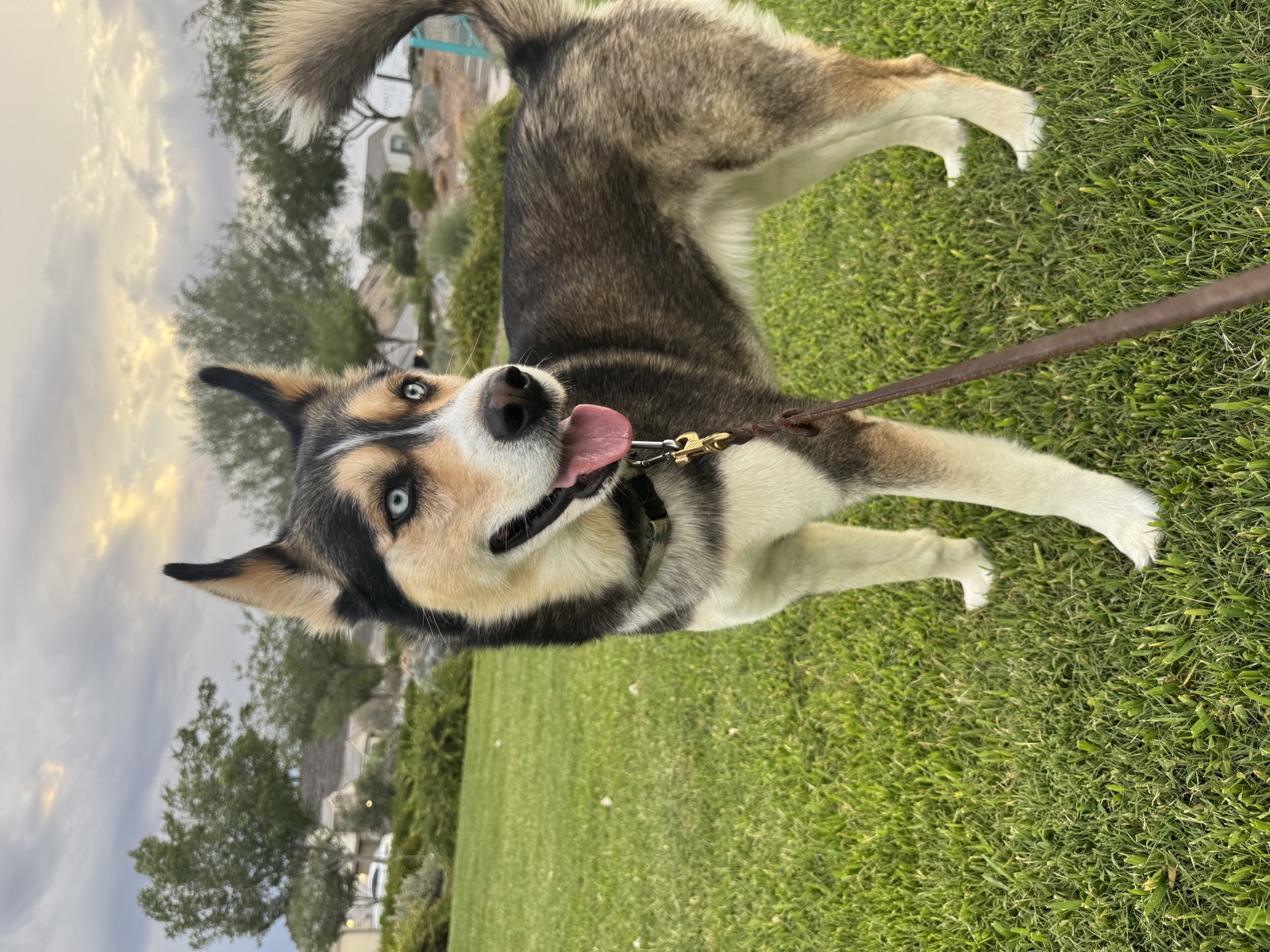 Shep photo 0676
