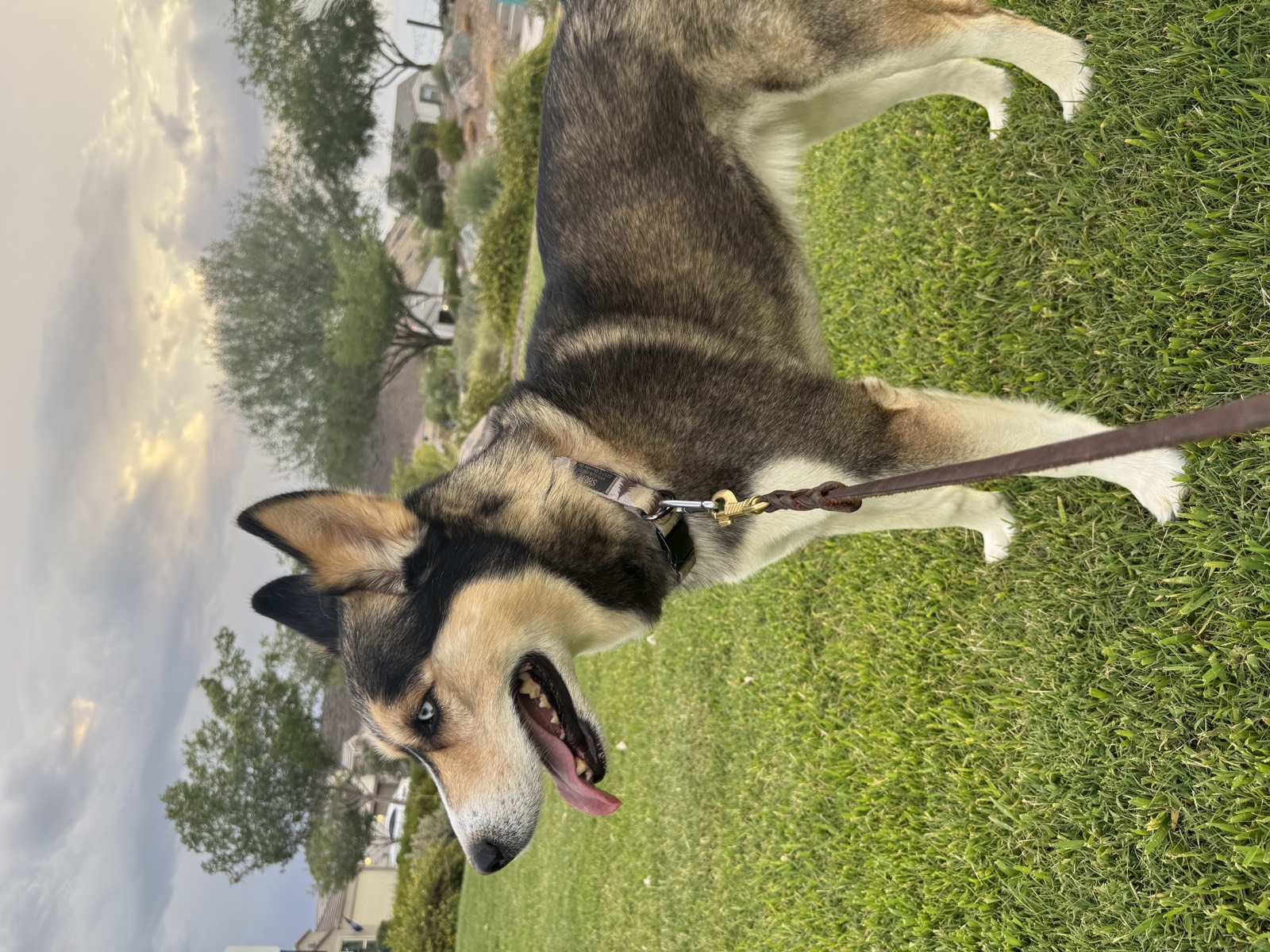 Shep photo 0677