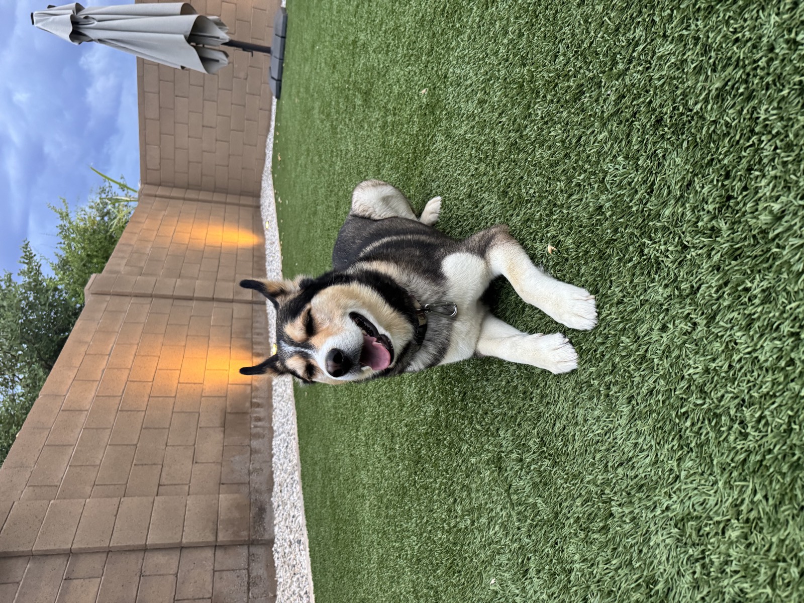 Shep photo 0679