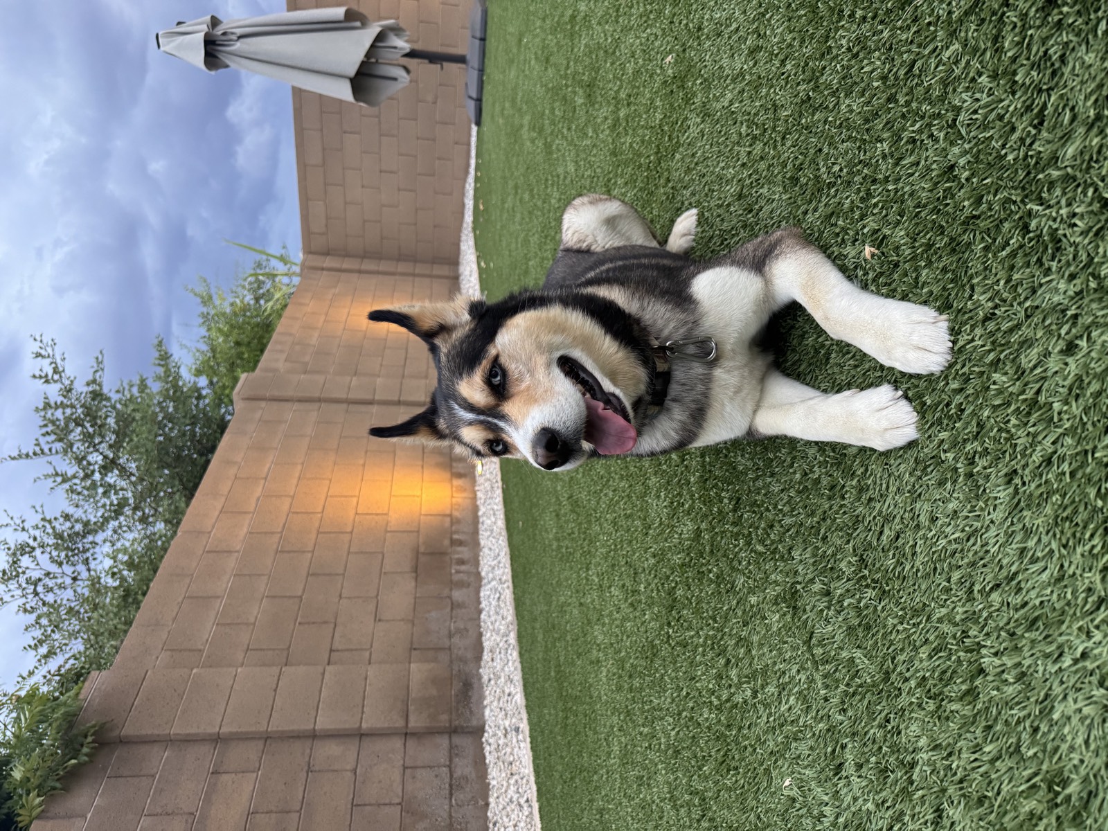 Shep photo 0684