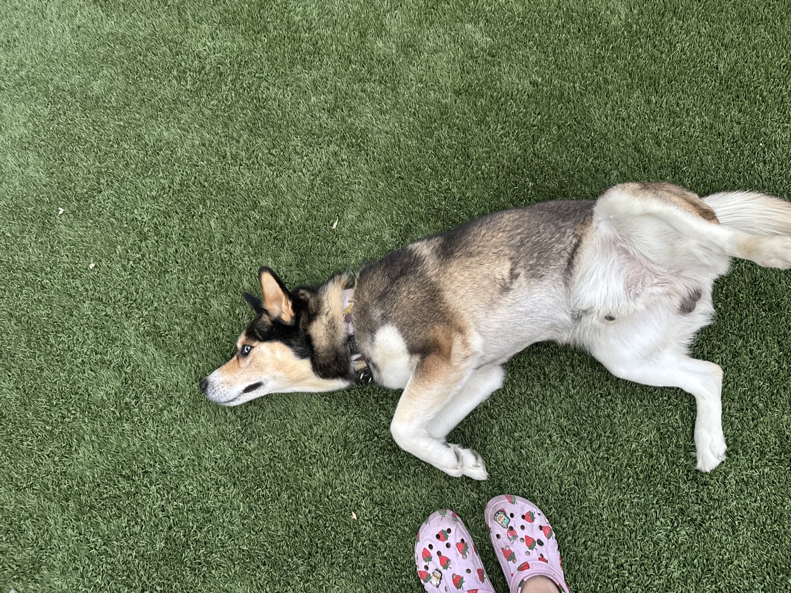 Shep photo 0685
