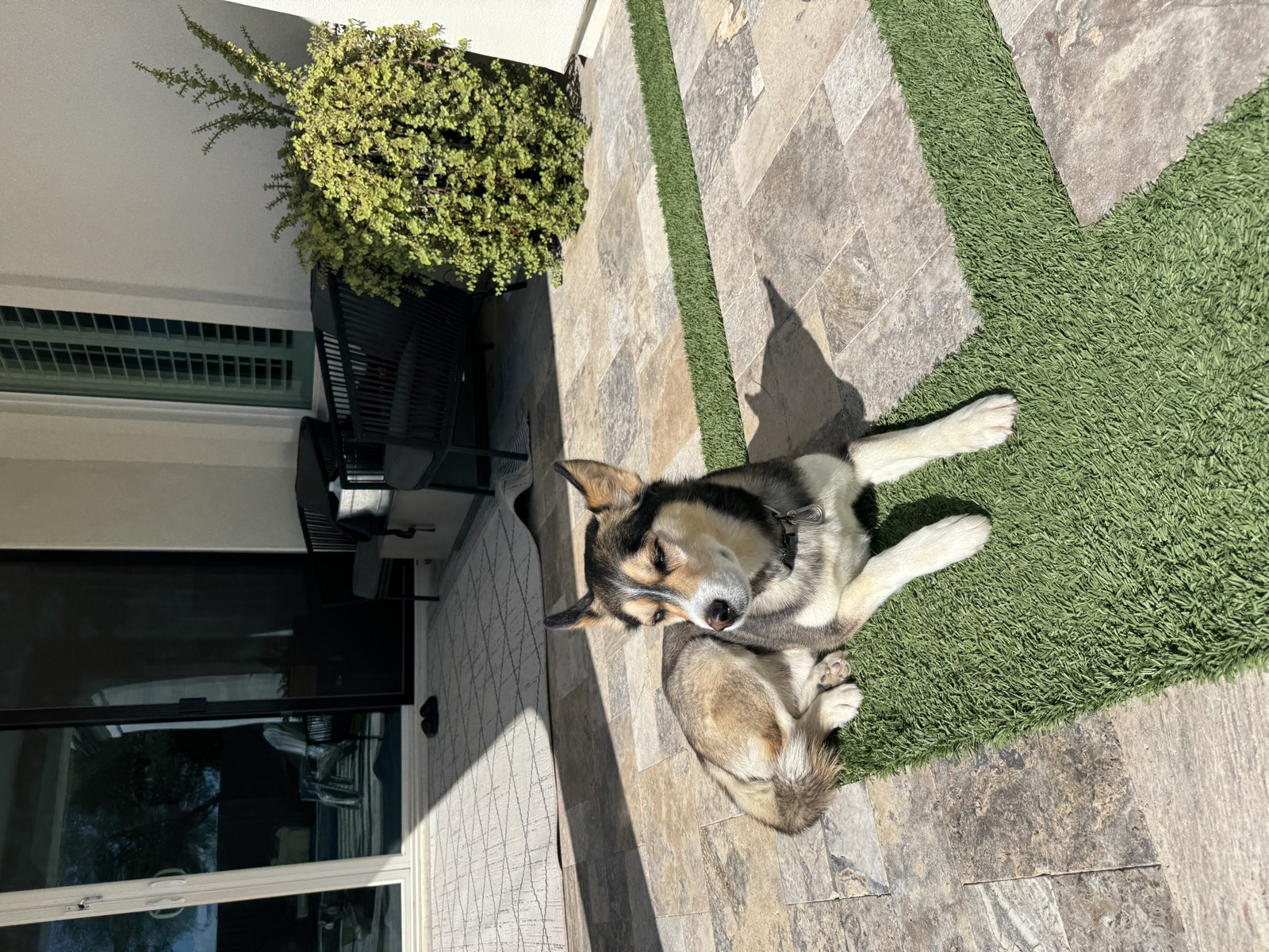 Shep photo 0707