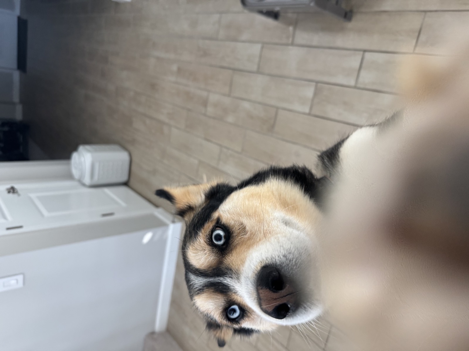 Shep photo 9343