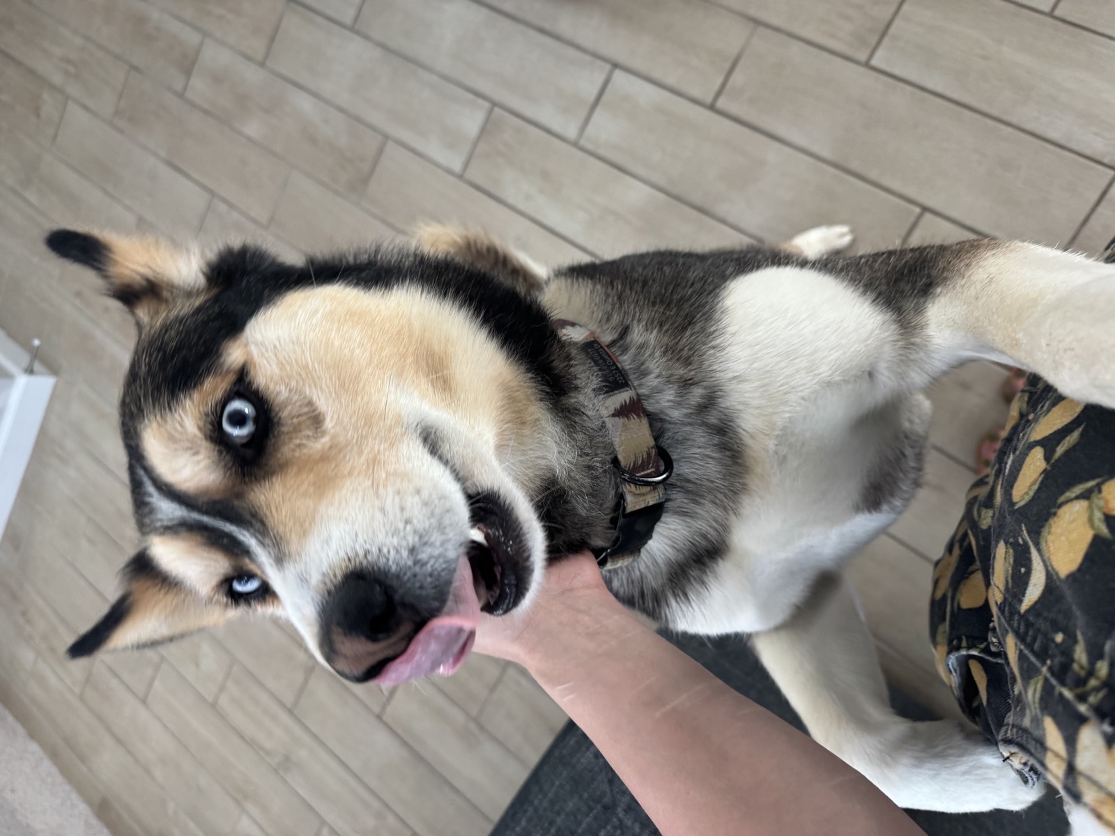 Shep photo 9346