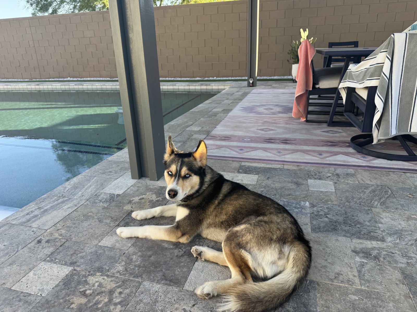 Shep photo 9353