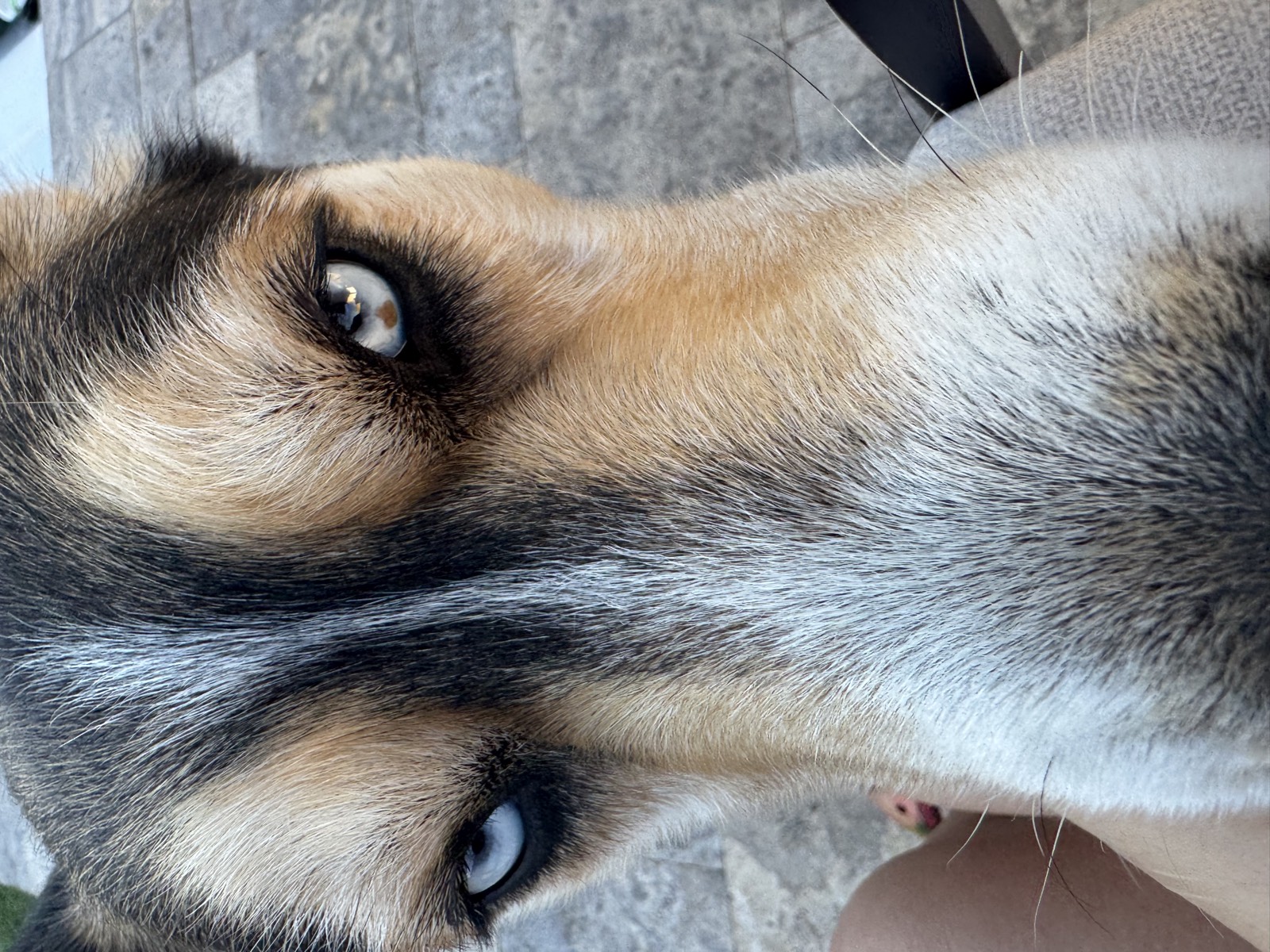 Shep photo 9364