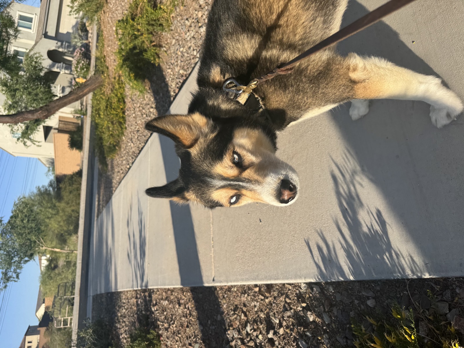 Shep photo 9386