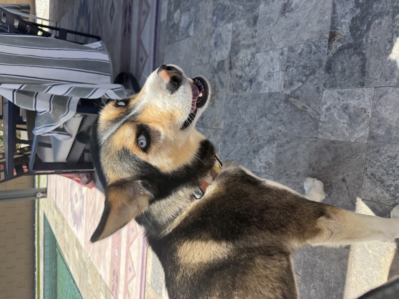 Shep photo 9402